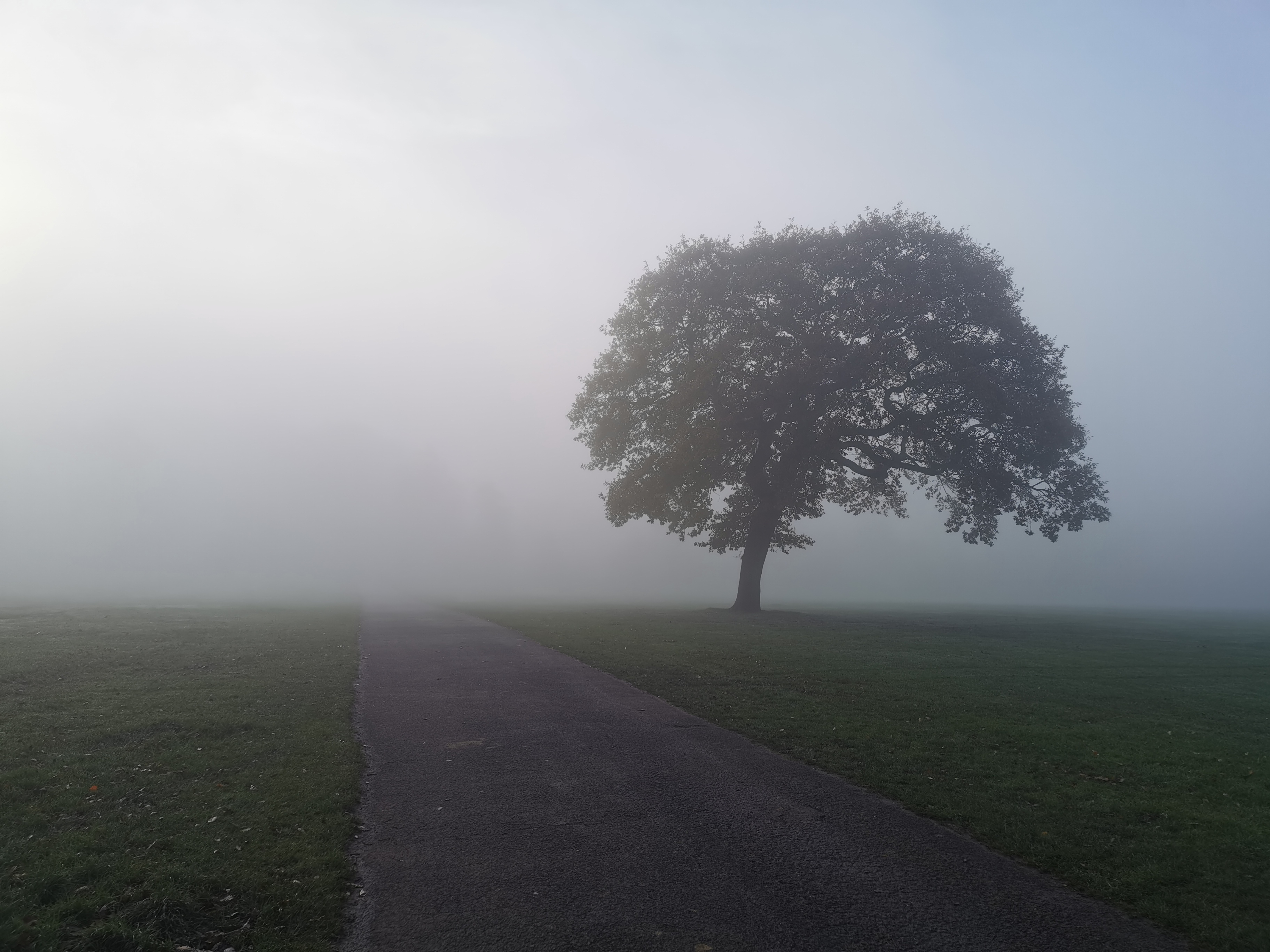 Fog